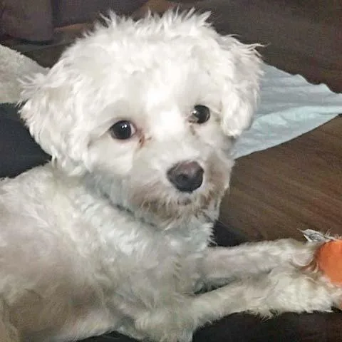 An adult small-sized male Maltese dog named Joey for adoption in White Bear Lake, MN