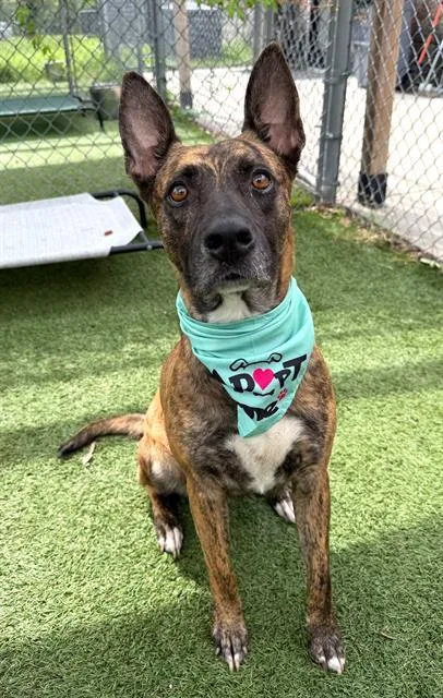 An adult large-sized female Mixed Breed dog named Abigail for adoption in Columbia, SC