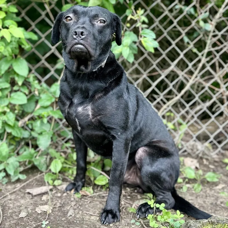 A young medium-sized male Black Mixed Breed dog named Waco for adoption in Warrensburg, MO