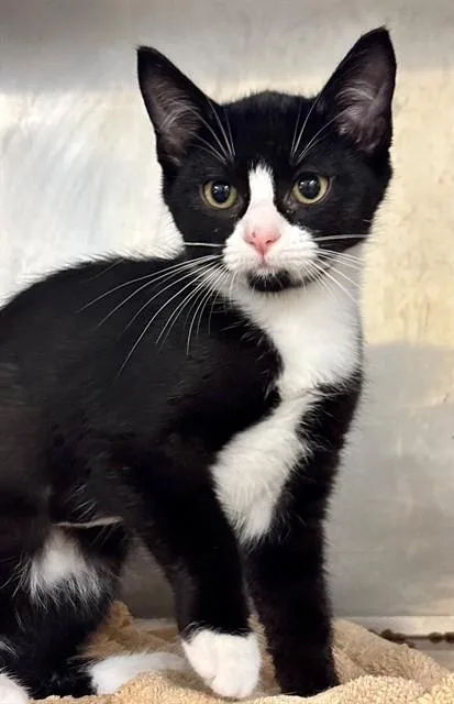 A baby small-sized female Domestic Short Hair cat named Moopsy for adoption in York, SC