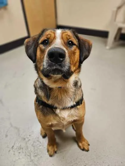 An adult large-sized male Mixed Breed dog named Rufus for adoption in Bellingham, WA