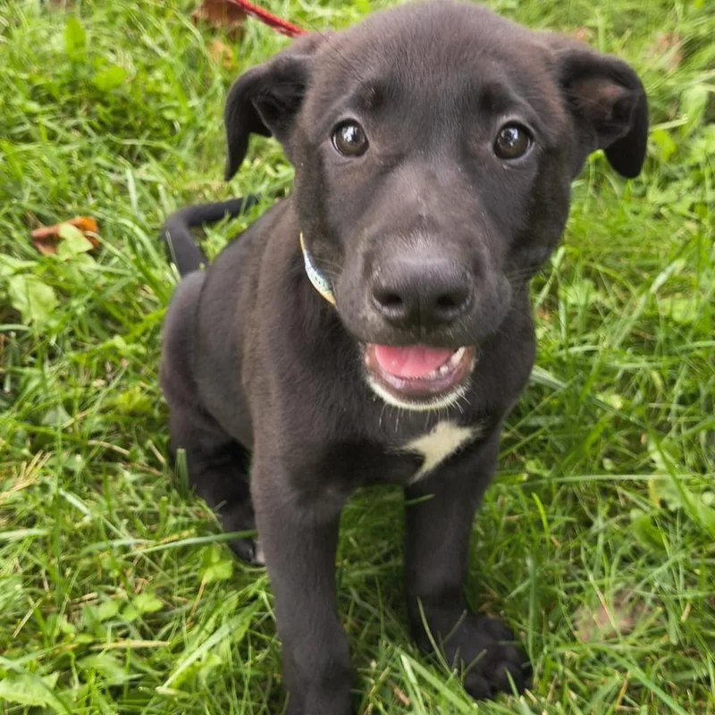 A baby small-sized male Mixed Breed dog named Oatmeal Creme for adoption in State College, PA