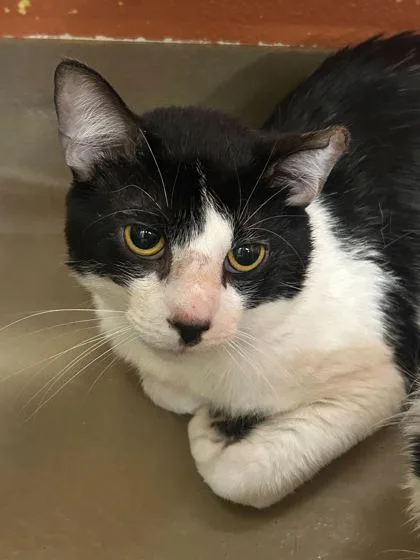 A young medium-sized male Domestic Short Hair cat named Tibbles for adoption in Knoxville, TN