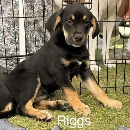 A baby medium-sized male Labrador Retriever dog named Riggsy for adoption in Elk Grove Village, IL