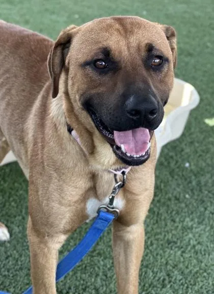 An adult large-sized male Shepherd dog named Jake for adoption in Fresno, CA