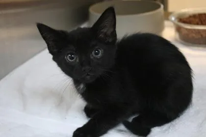 A baby small-sized male Domestic Short Hair cat named Owen for adoption in Brunswick, GA