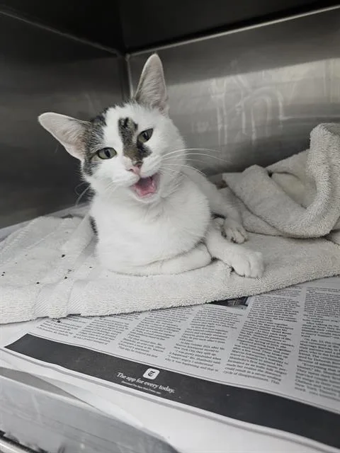 An adult small-sized female Domestic Short Hair cat named Nova for adoption in Charlotte, NC