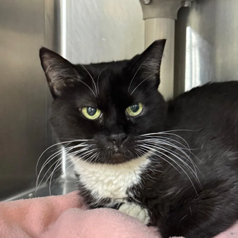 An adult medium-sized female Domestic Short Hair cat named Dekotah for adoption in Battle Creek, MI