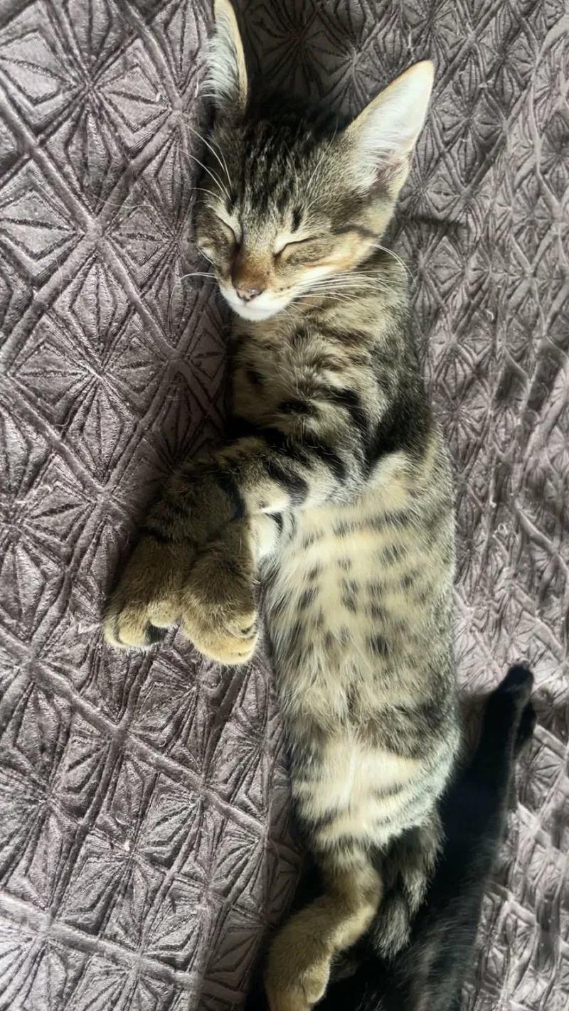 A baby medium-sized male Tabby (Brown / Chocolate) Domestic Short Hair cat named Hanzo for adoption in Sioux Falls, SD
