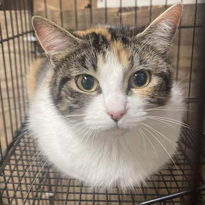 A young medium-sized female Calico Domestic Short Hair cat named Cakester for adoption in Tulsa, OK
