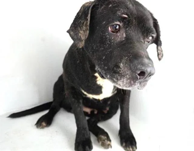 An adult large-sized female Labrador Retriever dog named Torrid for adoption in Houston, TX