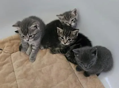 A baby small-sized female Gray / Blue / Silver Domestic Short Hair cat named Lenora for adoption in Annapolis, MD