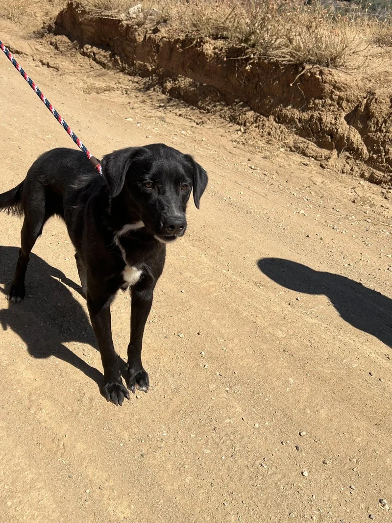 An adult medium-sized female Labrador Retriever dog named Osa for adoption in San Diego, CA