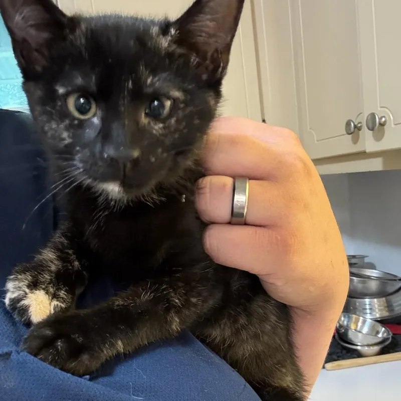 A baby medium-sized female Tortoiseshell cat named Rumor for adoption in Wiggins, MS