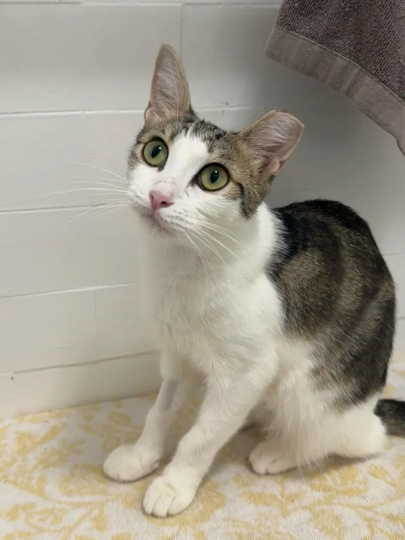 A young medium-sized female White Domestic Short Hair cat named Ivy for adoption in Brooklyn, NY