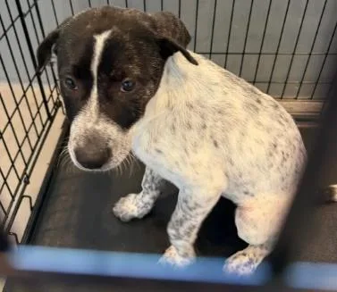 A young large-sized female Cattle Dog dog named Lainey for adoption in Kansas City, MO