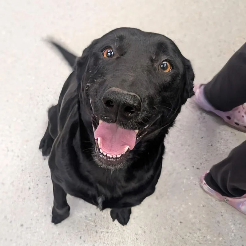 An adult medium-sized female Black Mixed Breed dog named Big Arch for adoption in Huntsville, AR