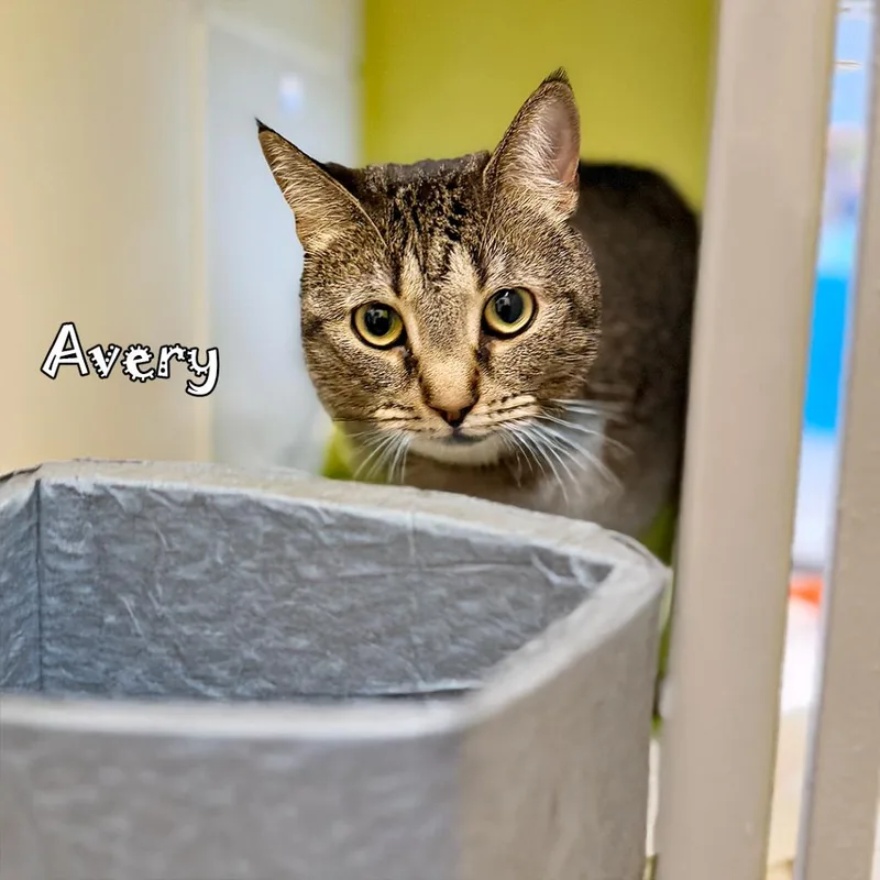 An adult small-sized female Brown / Chocolate Domestic Short Hair cat named Avery for adoption in Carmel, IN