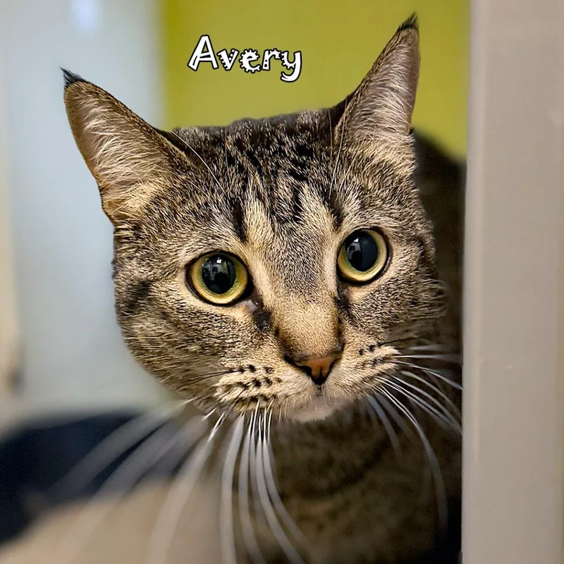 Avery thumbnail 2