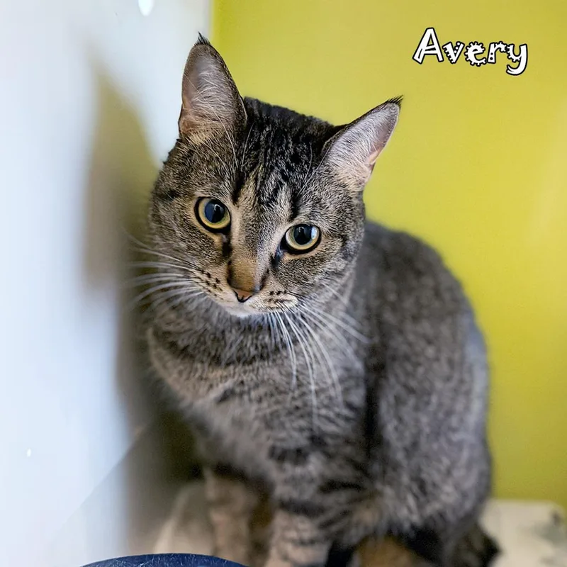 Avery thumbnail 3