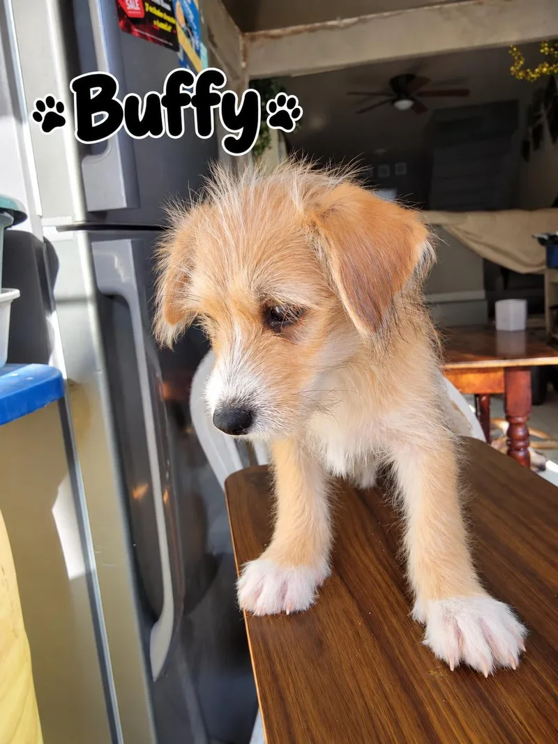 A baby small-sized female Terrier dog named Buffy for adoption in Poway, CA