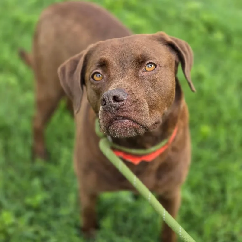 A young medium-sized female Brown / Chocolate Chocolate Labrador Retriever dog named Emilee JuM for adoption in Austin, TX