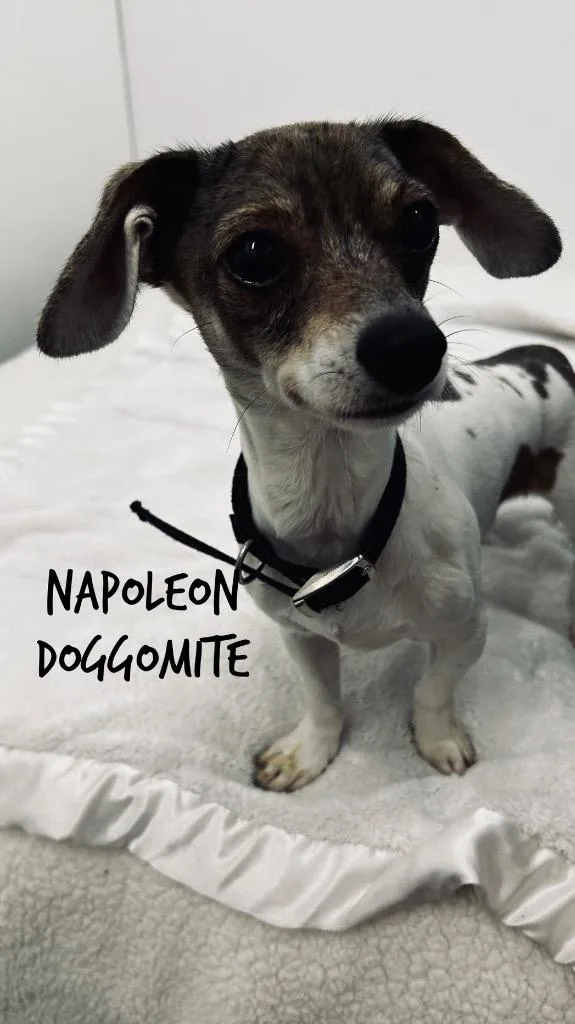 Napolean Doggomite