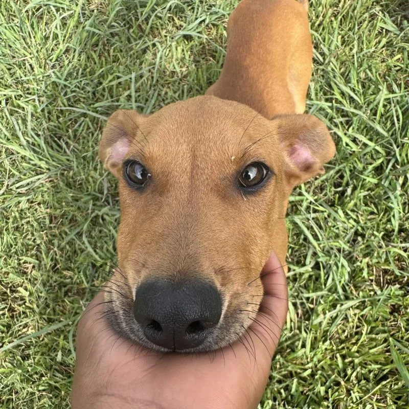 A baby large-sized male Red / Chestnut / Orange Redbone Coonhound dog named Timmy for adoption in Houston, TX