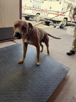 A baby large-sized male Pit Bull Terrier dog named 61790611 for adoption in El Paso, TX