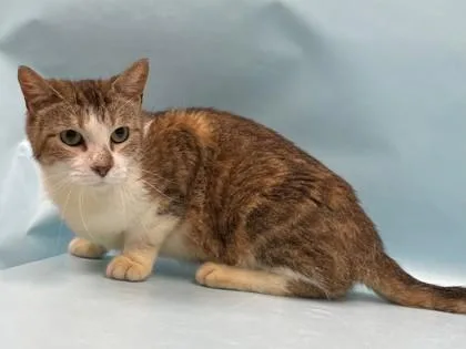 An adult small-sized female Domestic Short Hair cat named Sage for adoption in Coon Rapids, MN