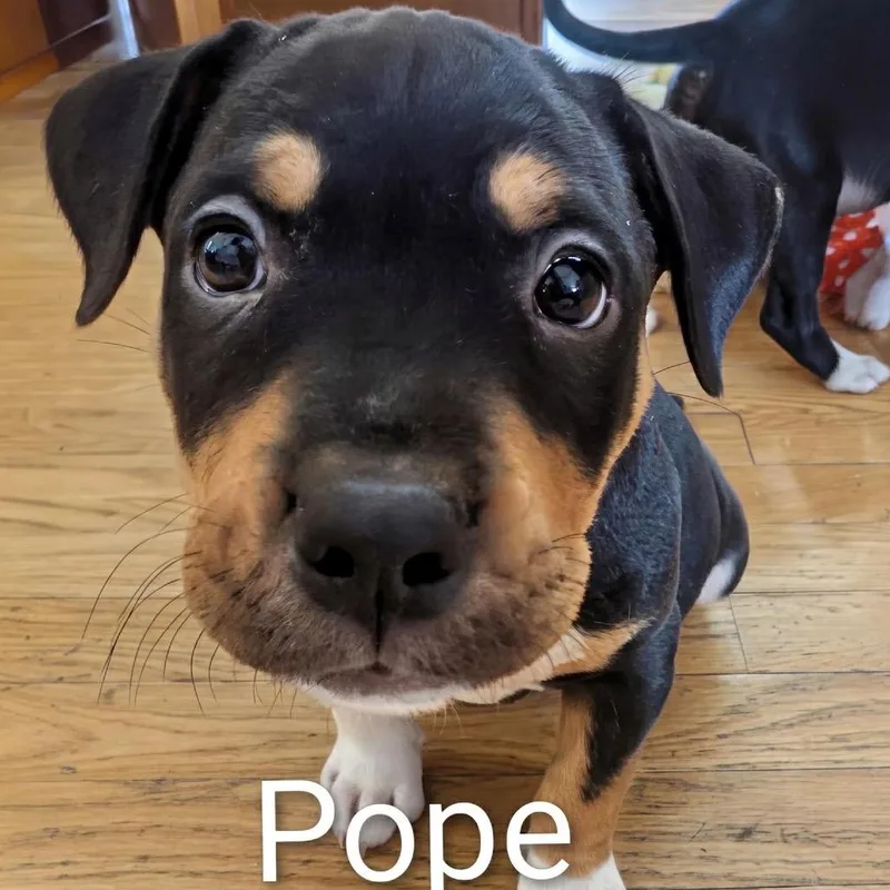 Pope D