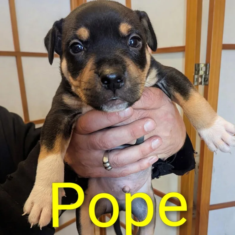 Pope D thumbnail 2