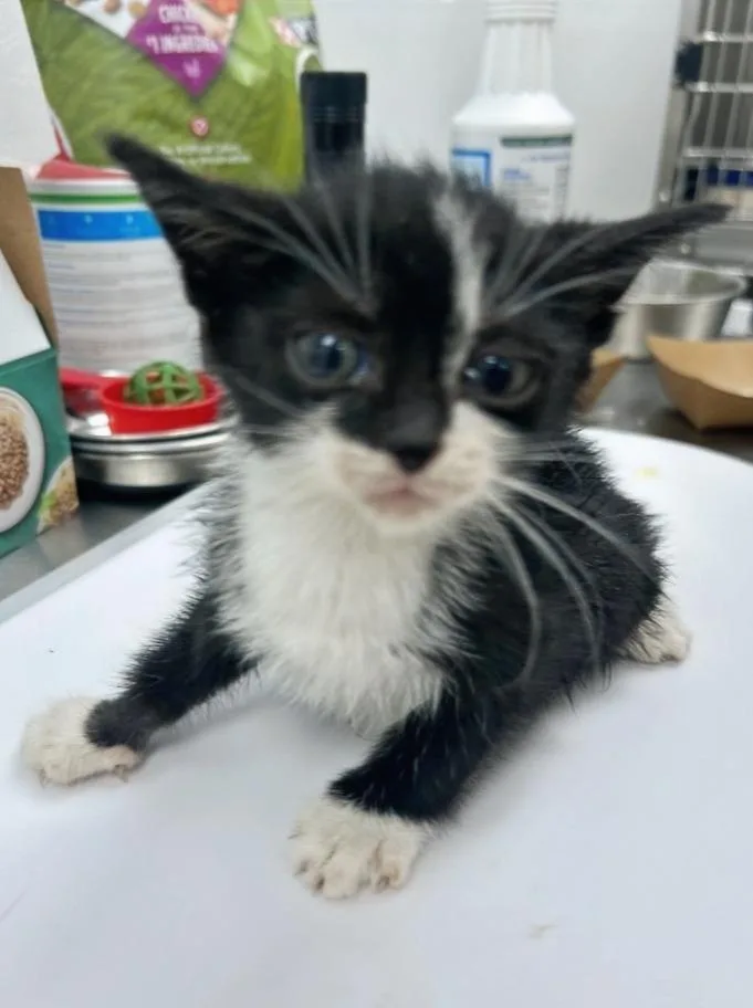 A baby small-sized male Domestic Short Hair cat named Ebra for adoption in Hartsville, SC