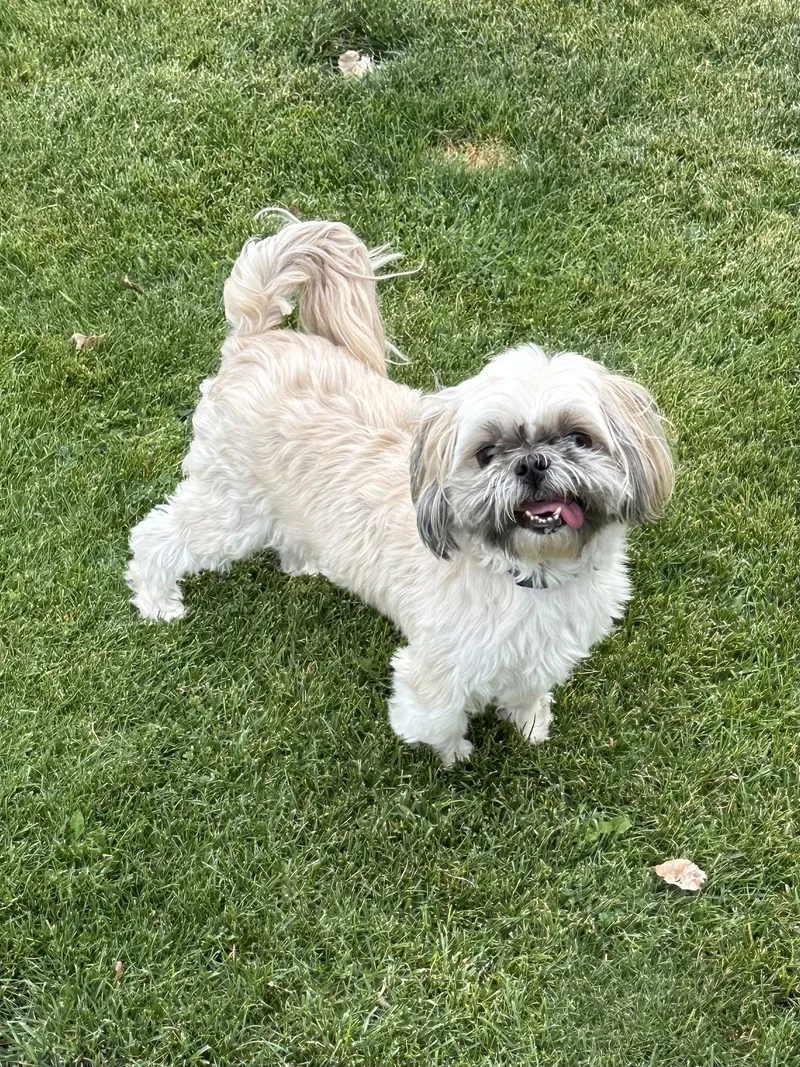 An adult small-sized male Shih Tzu dog named Coco for adoption in Polson, MT
