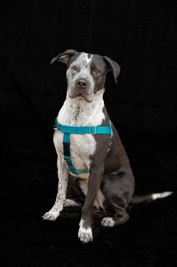 An adult medium-sized female Pit Bull Terrier dog named Cosma for adoption in Minneapolis, MN