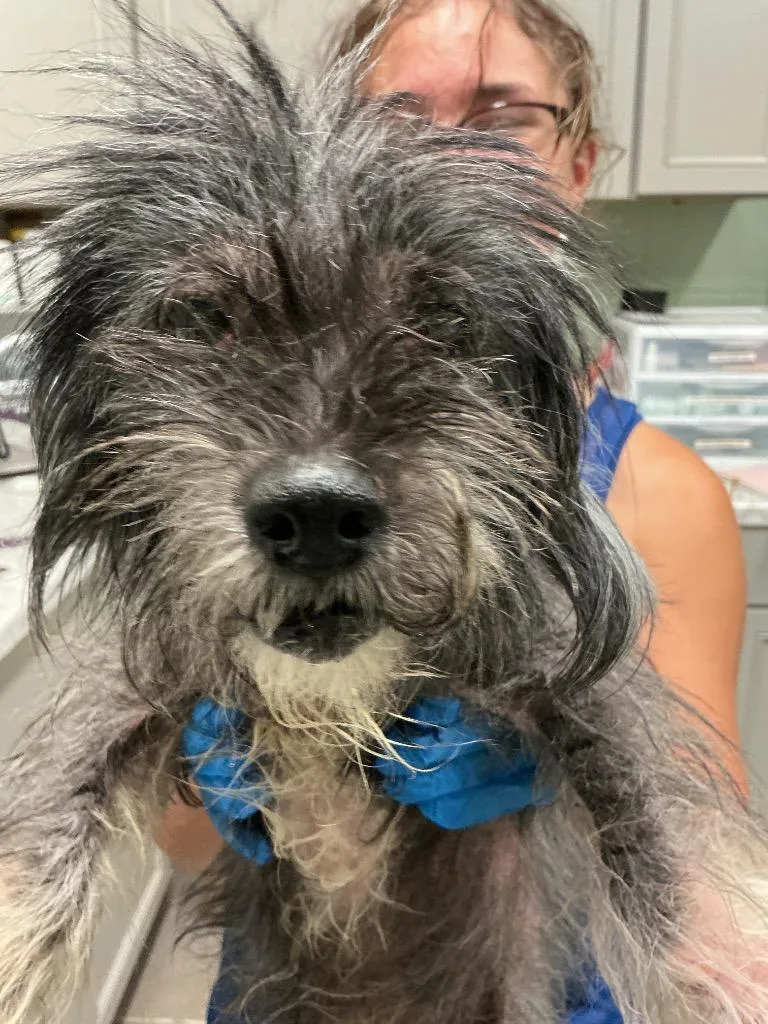 A senior small-sized female Maltese dog named Lady for adoption in Dyersburg, TN