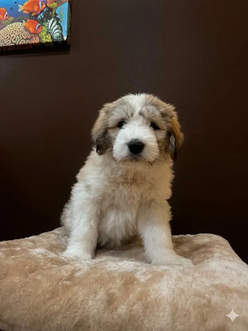 A young large-sized female Tricolor (Brown, Black, & White) Great Pyrenees dog named Candy for adoption in San Saba, TX