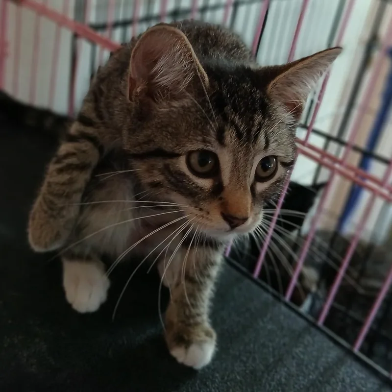 A baby small-sized female Brown / Chocolate Domestic Short Hair cat named Ivy for adoption in Irwin, PA