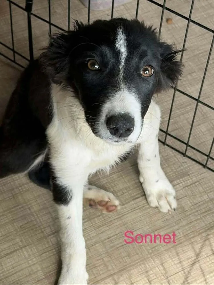 A baby medium-sized female Tricolor (Brown, Black, & White) Border Collie dog named Sonnet for adoption in Waunakee, WI