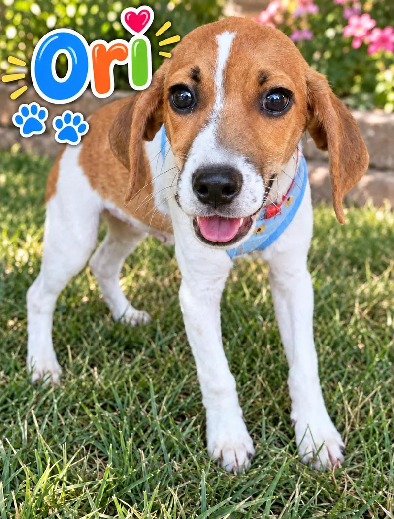 A baby small-sized male Beagle dog named Ori for adoption in Lee's Summit, MO