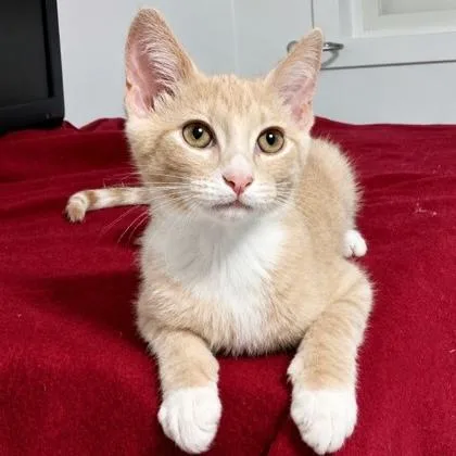 A baby small-sized male Tabby (Buff / Tan / Fawn) Domestic Short Hair cat named Biscuit for adoption in Rochester, MN