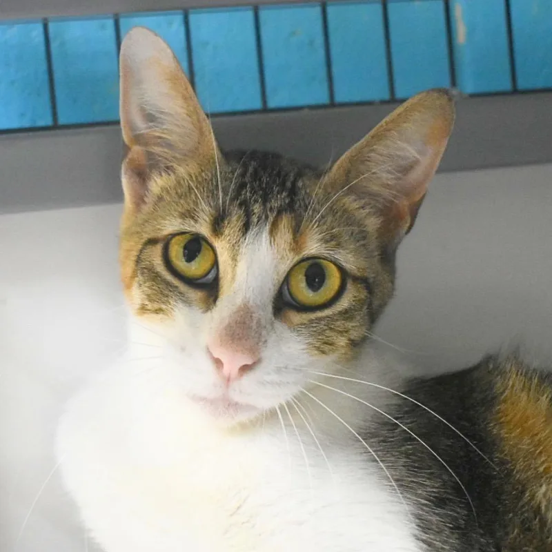 A young medium-sized female Domestic Short Hair cat named Joy for adoption in Saint Petersburg, FL