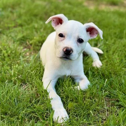 A baby medium-sized female Labrador Retriever dog named Marsha for adoption in Washington, DC