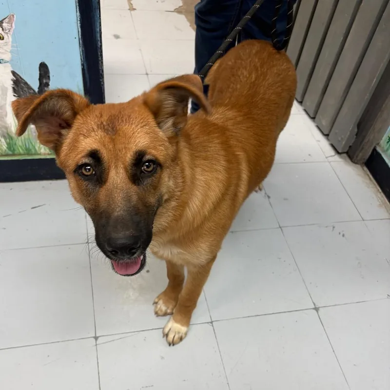 A young medium-sized female Red / Chestnut / Orange Shepherd dog named Duchess D for adoption in Corsicana, TX