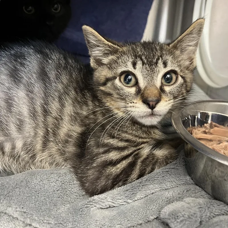 A baby small-sized male Brown / Chocolate Domestic Short Hair cat named Rocky for adoption in Pittsburgh, PA