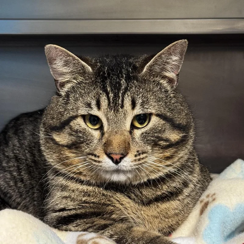 An adult large-sized male Brown / Chocolate Domestic Short Hair cat named Henry for adoption in South Haven, MI