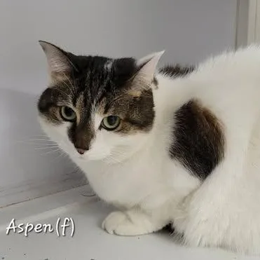 An adult large-sized female Brown / Chocolate Domestic Short Hair cat named Aspen for adoption in Mazon, IL