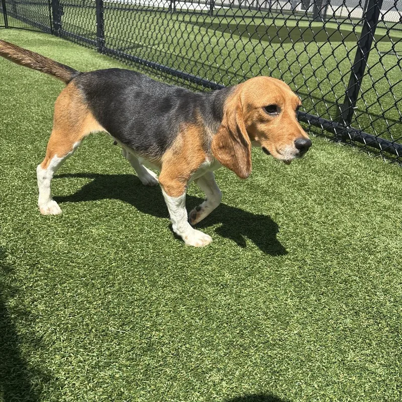 A young small-sized female Brown / Chocolate Beagle dog named Nashley for adoption in LOXAHATCHEE, FL