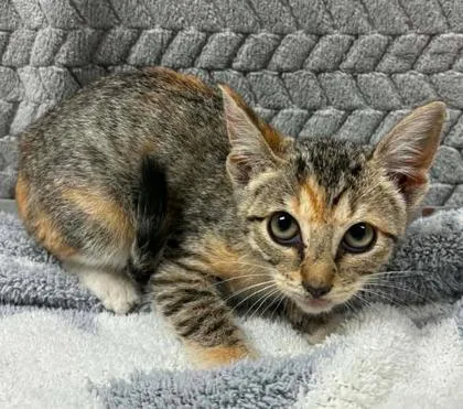 A baby small-sized female Domestic Short Hair cat named Muffin Mcfluff for adoption in Lampasas, TX