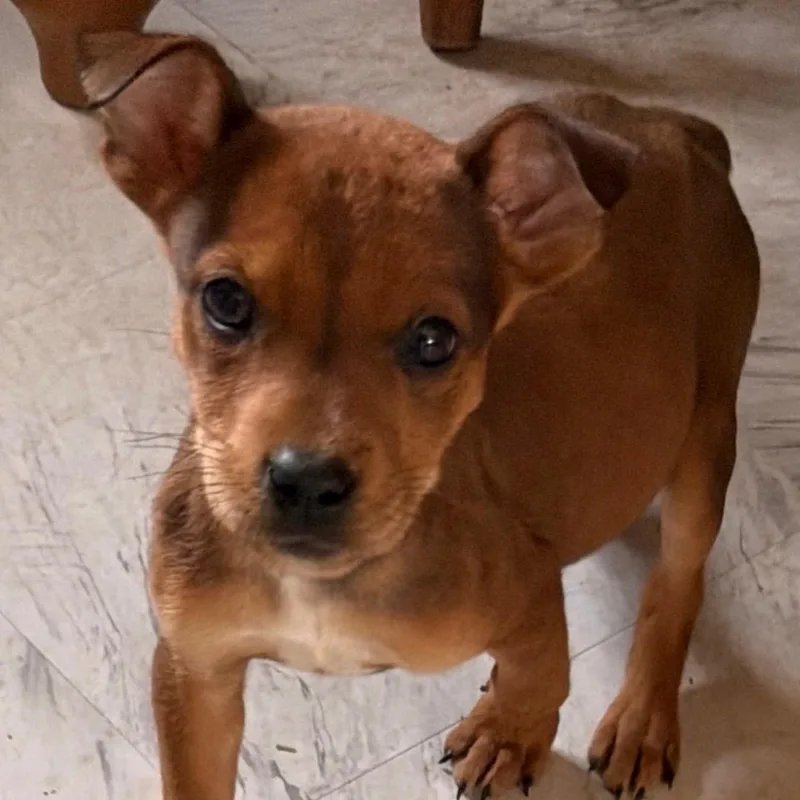 Little Dottie thumbnail 4